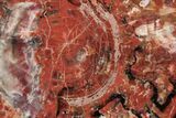 Polished, Petrified Wood (Araucarioxylon) Round - Arizona #195137-1
